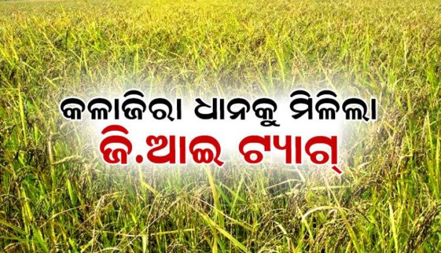 କଳାଜିରା ଧାନକୁ ମିଳିଲା ଜି.ଆଇ ଟ୍ୟାଗ୍