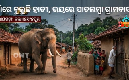 ଗାଁରେ ବୁଲୁଛି ହାତୀ, ଭୟରେ ପାତଲମ୍ବା ଗ୍ରାମବାସୀ ।